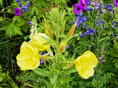 Open yellow flowers, growing on a thick hairy stem in a garden flowerbed.