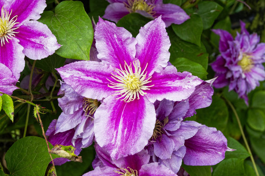 Vibrant pink and purple blooming clematis flower in bright sunlight against dark green foliage. Close up image.