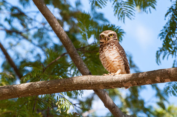 Owl on tree branch, looking