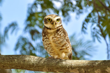 Owl on tree branch looking aside