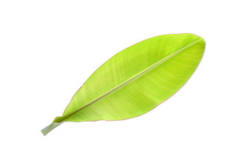 Banana leaves white background