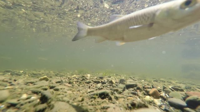Fische Unterwasser im Fluss