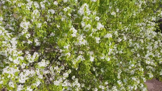 Aerial survey of blossoming crab tree. Top view