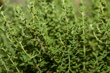 Fototapeta na wymiar Closeup of thyme plant