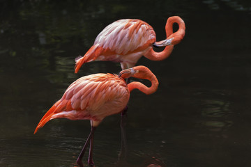 Flamingo bird in pond
