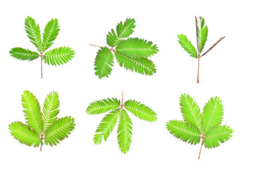 sensitive plant, sleepy plant, the touch-me-not on a white background
