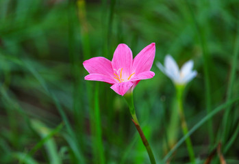 Zephyranthes spp Pink bloom