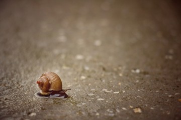 snail