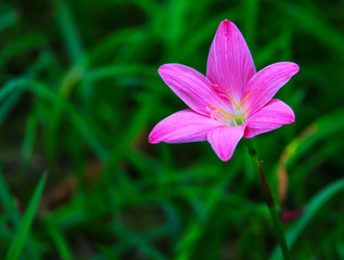 Fototapeta premium Zephyranthes spp Pink bloom