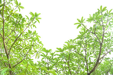 Green leaves on a white background