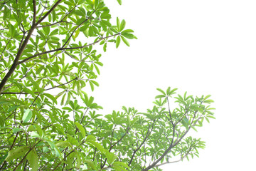 Green leaves on a white background