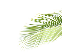 Coconut  leaves on a white background