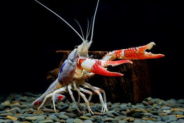crayfish