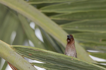 White-rumped Munia (Lonchura striata On The Branch Of Tree, Thailand.