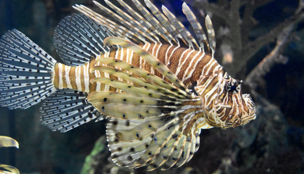 Amazing Striped Firefish Swimming in the Ocean Near Coral