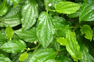 WildbetalLeafbush background