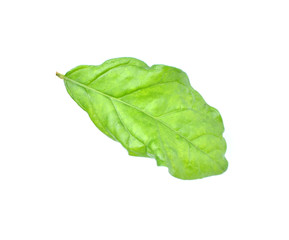 Fototapeta premium Jasmine Leaves on a white background