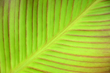 Green leaf background