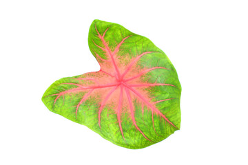 Caladium   leaf isolated on white background.Caladium bicolor vent.
