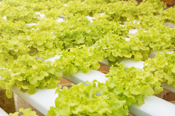 Fototapeta na wymiar Hydroponics green vegetable growing in the nursery, Agriculture concept.