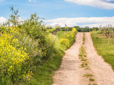 Weg durch die Weinberge in Rheinhessen