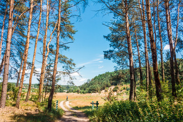 Pine trees with field and sky