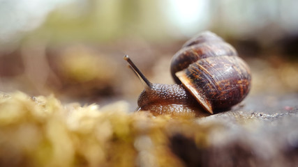 Small brown snail crawling and moss