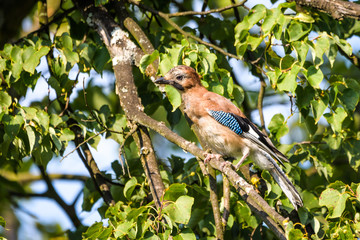 Eurasian jay