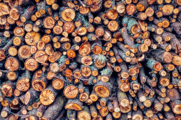 Stack of wood logs, front view