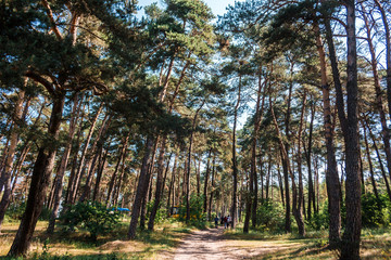 Amazing pine forest
