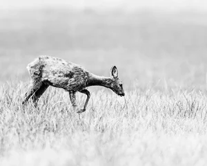 Papier Peint photo Cerf Old black and white photo of roe deer doe walking in a meadow looking for food.