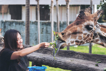 Naklejka premium An Asian woman feeding fresh vegetable to a baby giraffe in the zoo