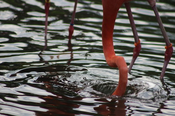 flamingo head in water