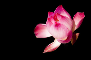 Beautiful lotus on black background.