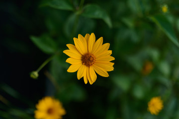 Cosmos flower. Selective focus with shallow depth of field.