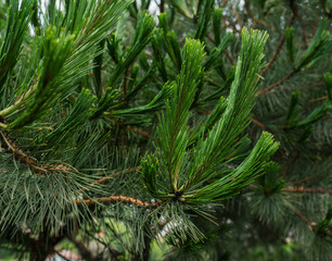 Pine branches at summertime. Selective focus with shallow depth field.