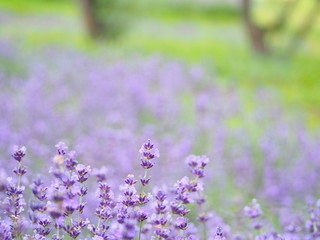 美しいラベンダー