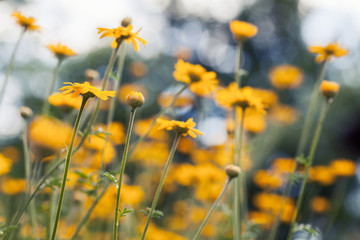 Bright yellow daisy flowers in the garden