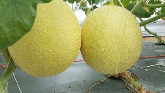 Melon Farm in Thailand./In the north east There is a large melon garden in Thailand./green fruit and yellow.
