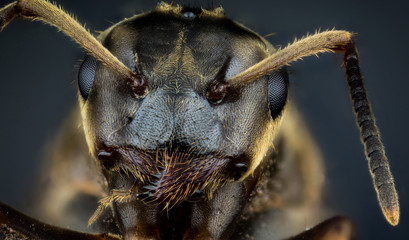 Head of ant