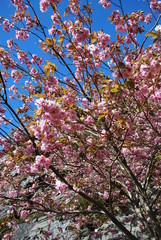 Baum mit Kirschblüte