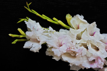 Beautiful bouquet of white, pink gladioluses on black background - 165442461