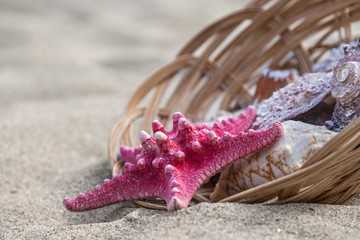 Starfish and seashells in basket on sand beach - 165442608