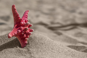 Starfish in sand - 165442630