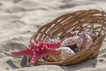 Starfish and seashells in basket on sand beach - 165442633