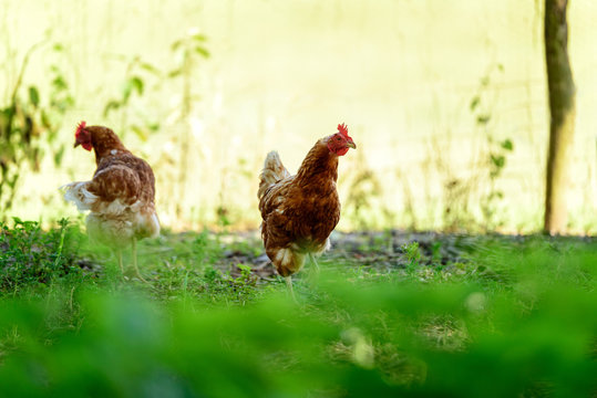 Poules dans leurs enclos