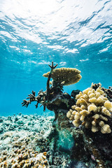 Coral Reef