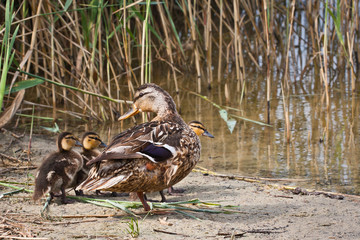 Kaczka i kaczątka © Mariusz Stoszewski