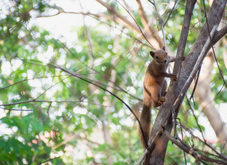 Naklejka na ściany i meble Brown squirrel on tree,selective focus.