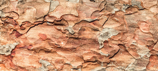 Bark of tree.